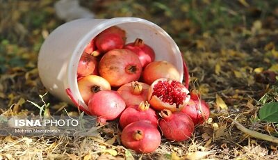 برآورد برداشت ۹۲هزار تن انار در استان اصفهان