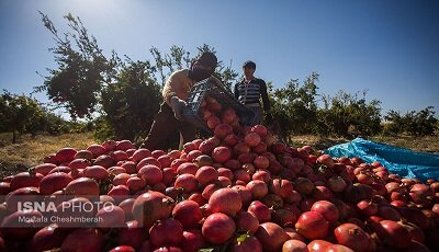 "۱۰۰ دانه یاقوت؛ دسته به دسته در دست دلال"