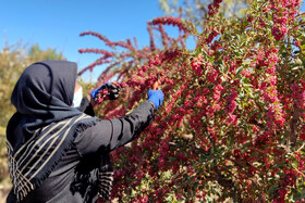 برداشت زرشک در خراسان جنوبی