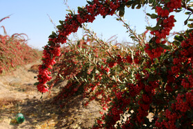 برداشت زرشک در خراسان جنوبی