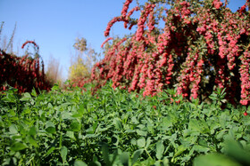 برداشت زرشک در خراسان جنوبی