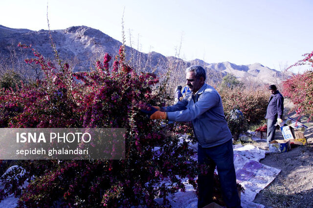 چه عواملی مانع صادرات زرشک خراسان جنوبی میشود؟