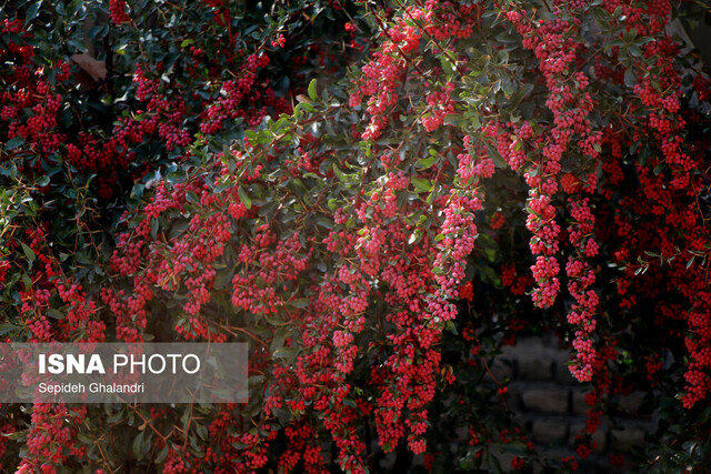 طرح شناسنامهدار کردن باغات زرشک خراسانجنوبی آغاز یک انقلاب در تولید با کیفیت و پایدار