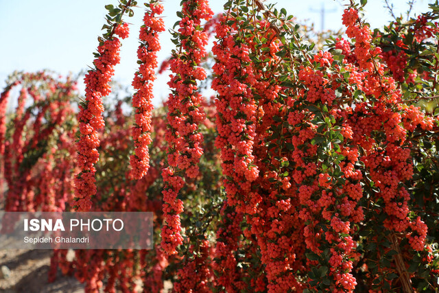 عکس تزئینی است ایران رتبه اول دنیا را در تولید زرشک دارد