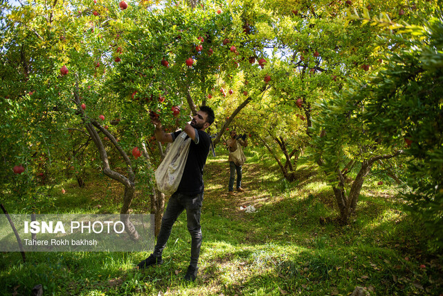 باغ‌هایی که از دل خشکسالی جوانه می‌زنند