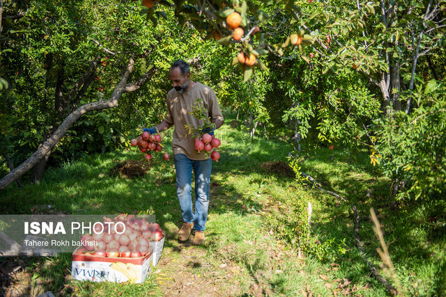 نهالهای شناسنامهدار و نقش آن در توسعه باغهای مدرن در ایلام