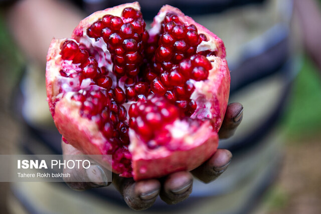 دانههای یاقوتی طارم نیازمند توجه بیشتر مسئولان
