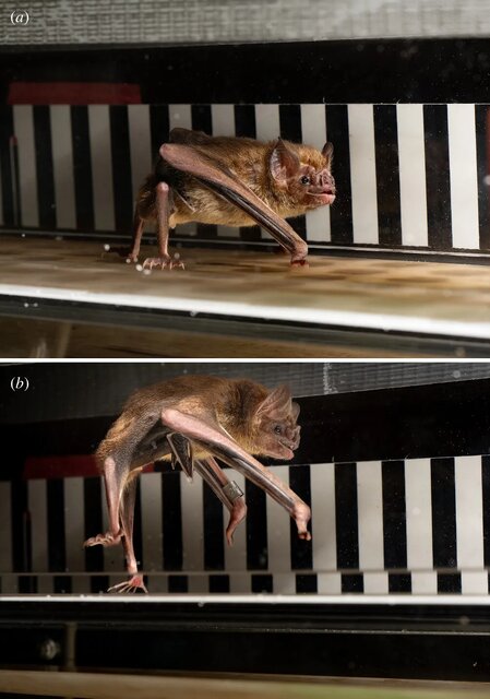 دویدن خفاش خونآشام روی تردمیل!