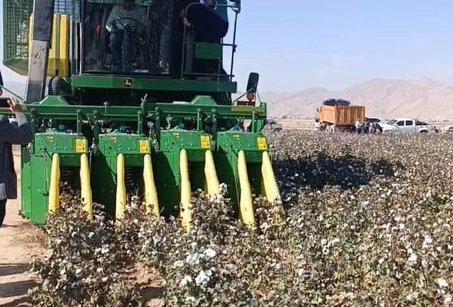 افت تولید پنبه در گلستان / توصیه به کشاورزان برای جلوگیری از افت قیمت
