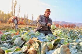 برداشت کلم در روستای گریوان - استان خراسان شمالی