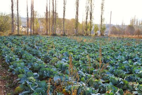 برداشت کلم در روستای گریوان - استان خراسان شمالی