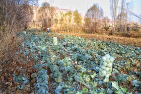 برداشت کلم در روستای گریوان - استان خراسان شمالی