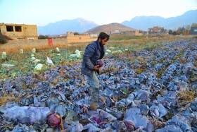 برداشت کلم در روستای گریوان - استان خراسان شمالی