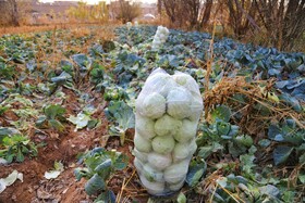 برداشت کلم در روستای گریوان - استان خراسان شمالی