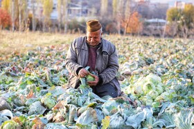 برداشت کلم در روستای گریوان - استان خراسان شمالی