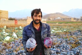 برداشت کلم در روستای گریوان - استان خراسان شمالی