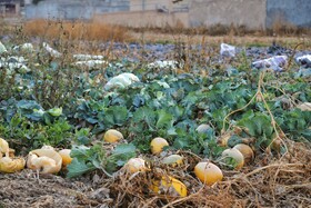 برداشت کلم در روستای گریوان - استان خراسان شمالی