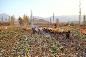 برداشت کلم در روستای گریوان - استان خراسان شمالی