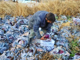 برداشت کلم در روستای گریوان - استان خراسان شمالی