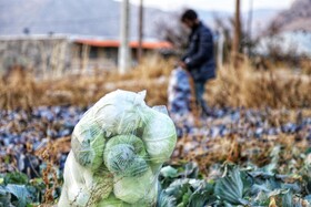 برداشت کلم در روستای گریوان - استان خراسان شمالی