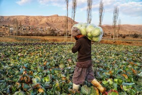 برداشت کلم در روستای گریوان - استان خراسان شمالی