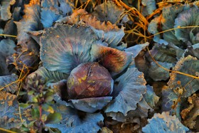 برداشت کلم در روستای گریوان - استان خراسان شمالی