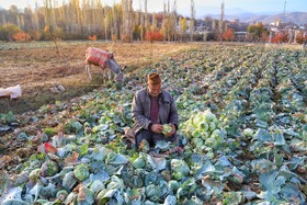 برداشت کلم در روستای گریوان - استان خراسان شمالی