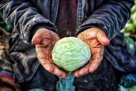 برداشت کلم در روستای گریوان - استان خراسان شمالی