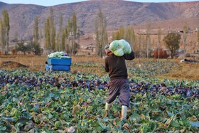 برداشت کلم در روستای گریوان - استان خراسان شمالی