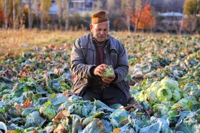 برداشت کلم در روستای گریوان - استان خراسان شمالی