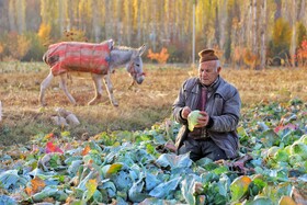 برداشت کلم در روستای گریوان - استان خراسان شمالی