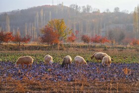 برداشت کلم در روستای گریوان - استان خراسان شمالی