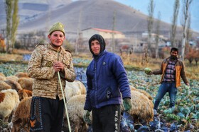 برداشت کلم در روستای گریوان - استان خراسان شمالی