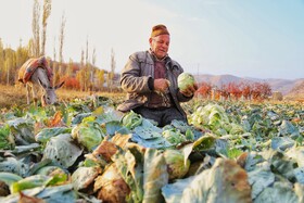 برداشت کلم در روستای گریوان - استان خراسان شمالی