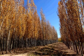 پاییز در روستای دمکره در استان کهکیلویه و بویراحمد