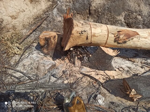 عکس تزیینی است توضیح شهرداری منطقه ۹ تهران درباره قطع درختان میدان آزادی