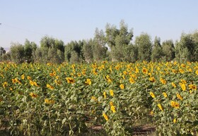 کاشت آفتابگردان آجیلی در مزرعه دانشگاه ولیعصر رفسنجان