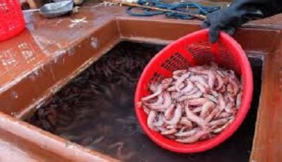 صنعت پرورش میگو اشتغالزا و اقتصاد محور