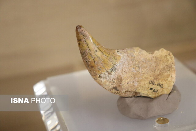 رونمایی از کهنترین آثار کاوش شده گیلان در موزه رشت