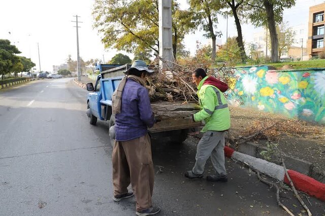 درختان خشک در بوستانها و معابر شهر سنندج قطع میشود