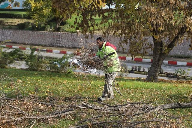 درختان خشک در بوستانها و معابر شهر سنندج قطع میشود