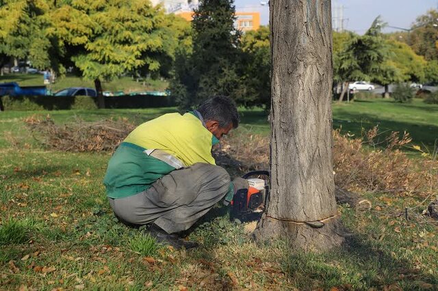 درختان خشک در بوستانها و معابر شهر سنندج قطع میشوند درختان خشک در بوستانها و معابر شهر سنندج قطع میشوند