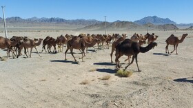 آشنایی شترداران سیستان‌وبلوچستان با آخرین یافته‌های علمی پرورش شتر