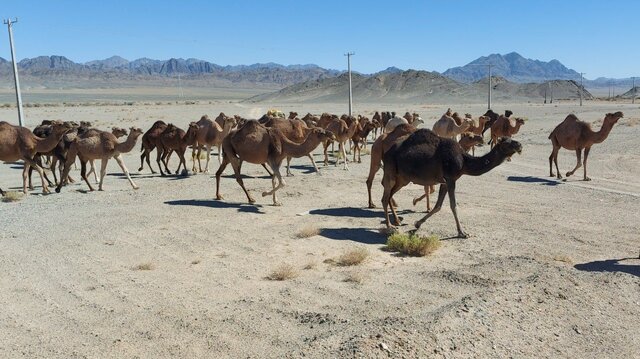 آشنایی شترداران سیستان‌وبلوچستان با آخرین یافته‌های علمی پرورش شتر