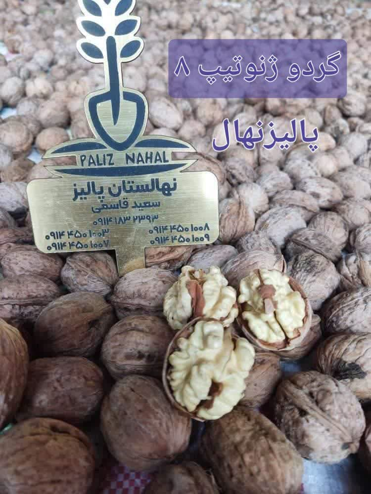 معرفی ۴ گونه نهال گردو که شما را ثروتمند میکند