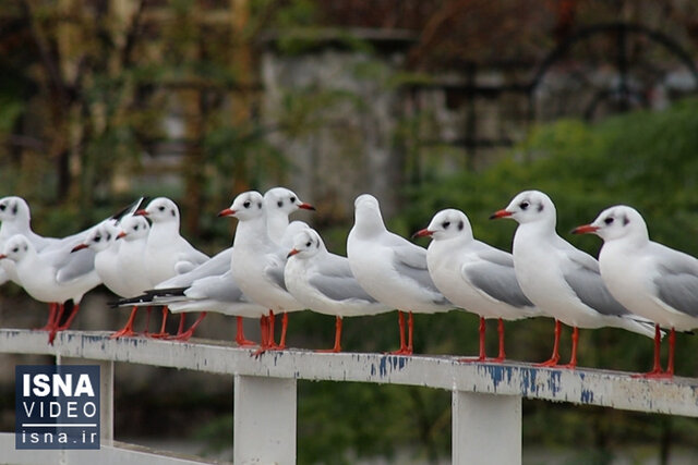 ویدیو/ کاکاییها آسمان بندرانزلی را سپیدپوش کردند ویدیو/ کاکاییها آسمان بندرانزلی را سپیدپوش کردند