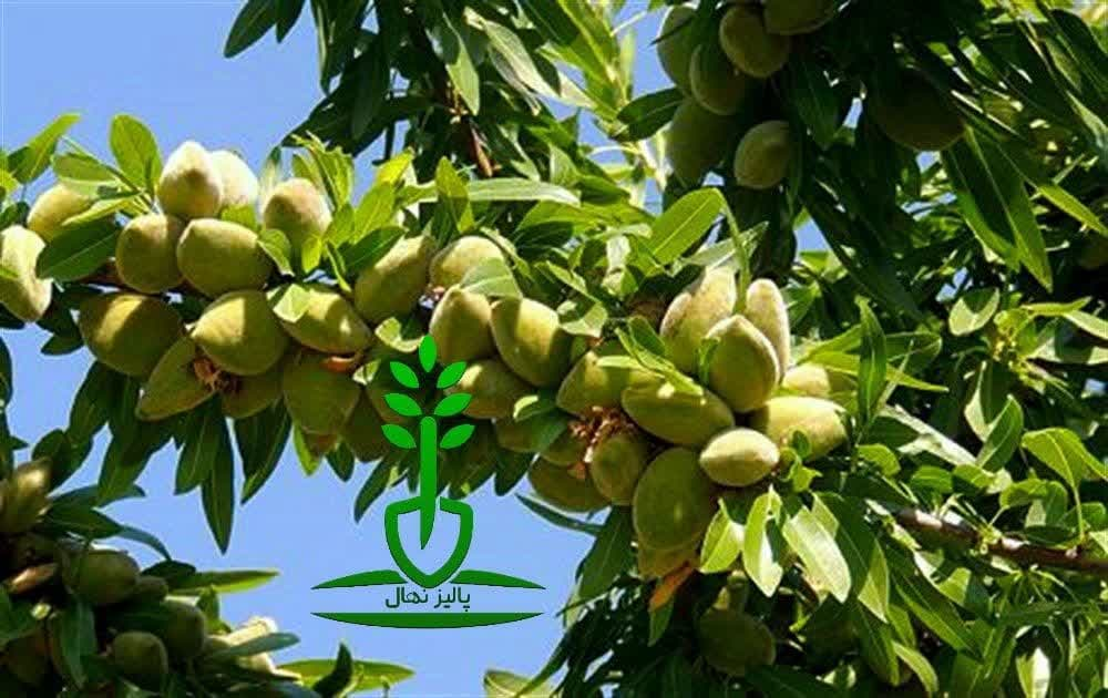 سرمایهگذاری روی آینده با نهالهای بادام نهالستان مهندس سعید قاسمی