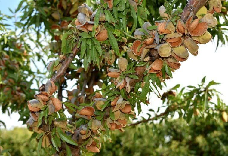 سرمایهگذاری روی آینده با نهالهای بادام نهالستان مهندس سعید قاسمی