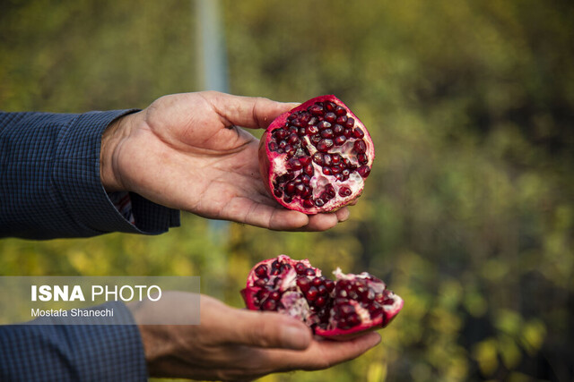 کاهش ۴۰ درصدی تولید انار در خراسان جنوبی کاهش ۴۰ درصدی تولید انار در خراسان جنوبی