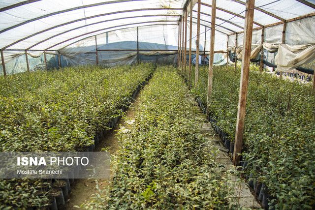 عکس تزئینی و آرشیوی است راهاندازی نخستین مرکز بستهبندی و سردخانه تخصصی نهال کشور